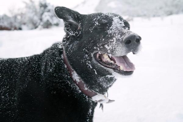 /Images/uploads/Humane Society of Utah/HSUCalendar/entries/811thumb.jpg